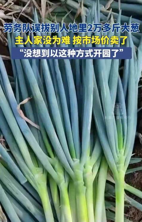 劳务队误拔别人地里2万多斤大葱